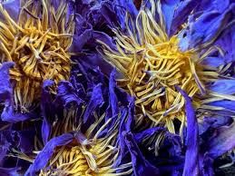 Blue Lotus - Flower