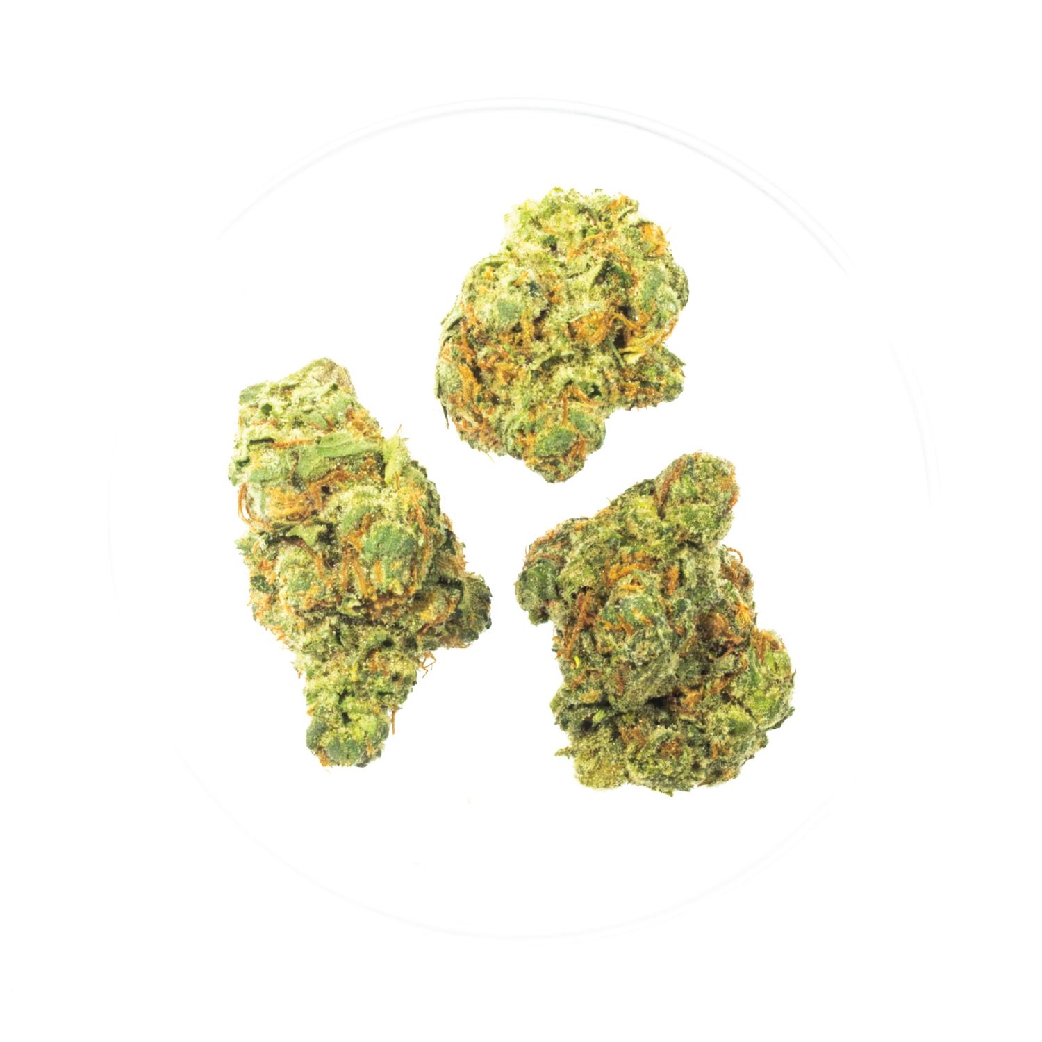 Wonder Bread - THCa 33.31%