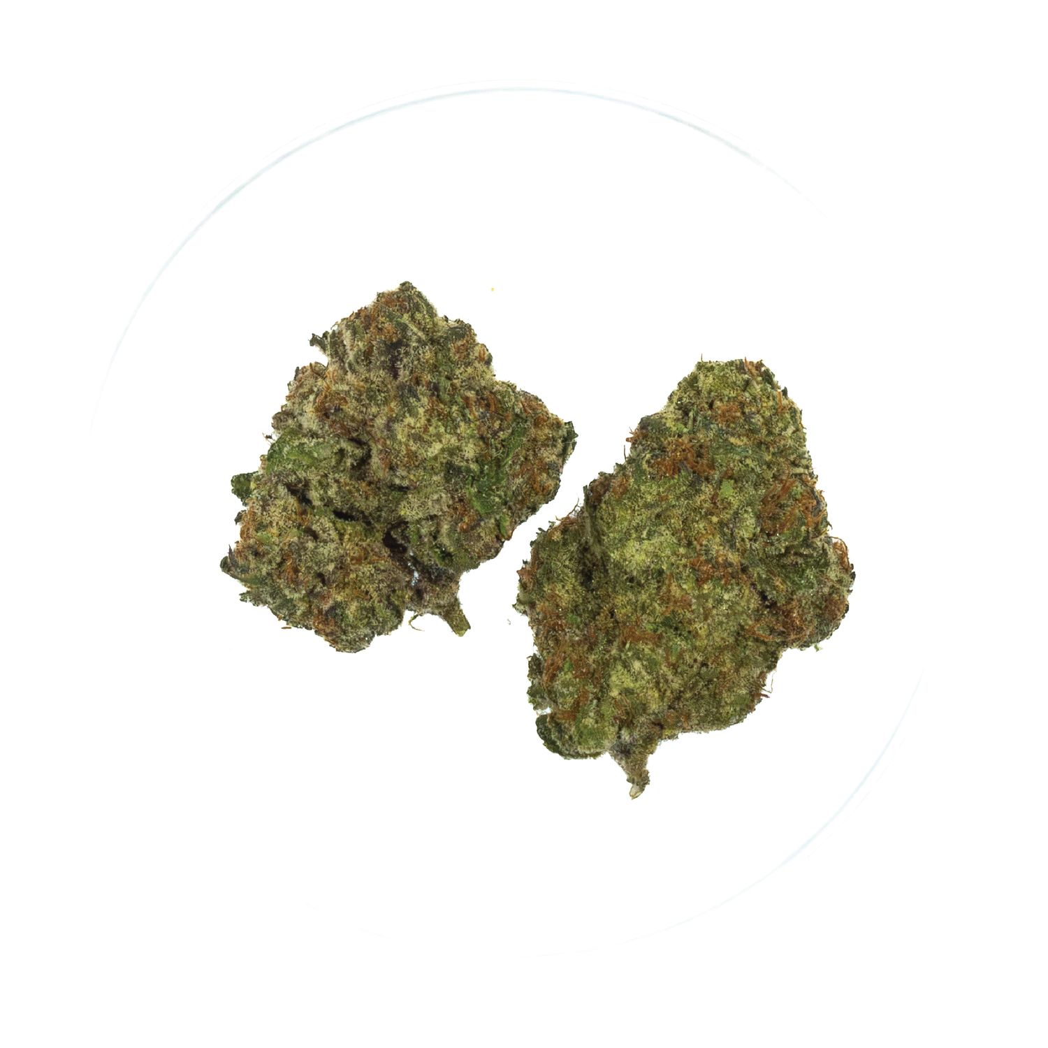 Candyland Kush - THCa 32.31%