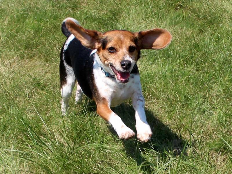 Adoption Dog Prints