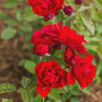 Rose, Showbiz #2 Floribunda