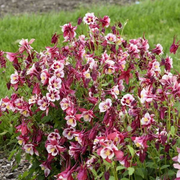 Columbine, Earlybird Red White 2.5in