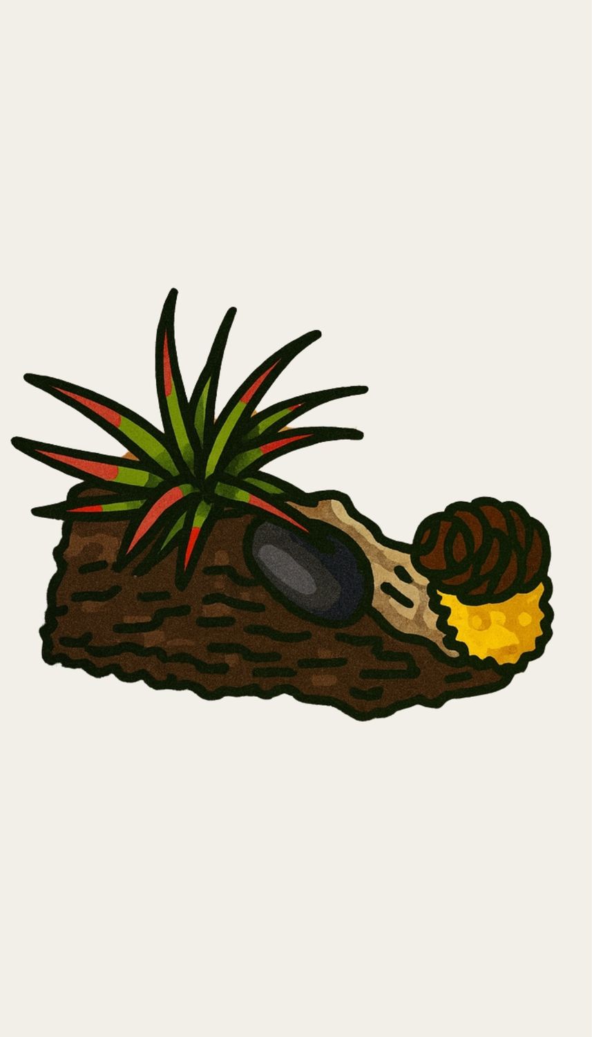 Winterwood Air Plant Garden
