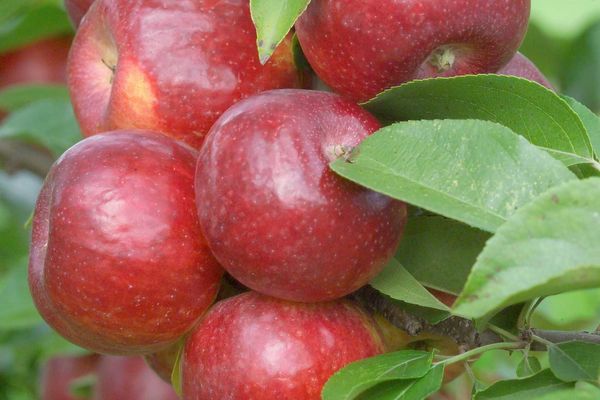 Frostbite Apple Tree (1in caliper)