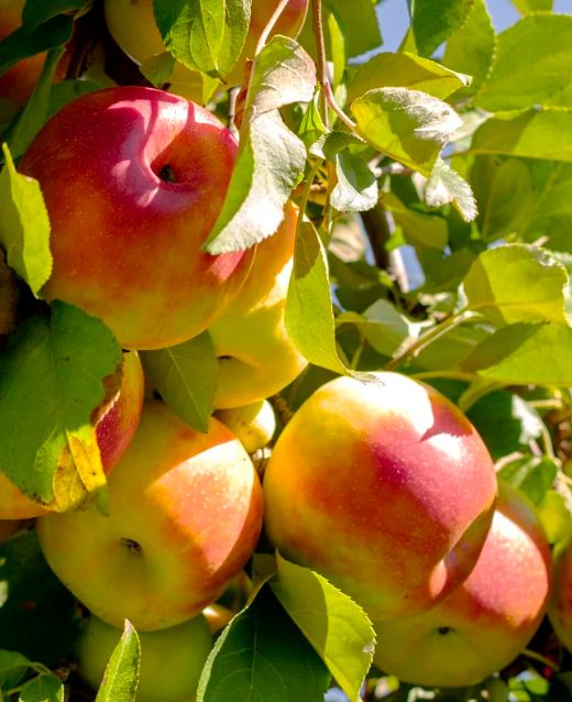 Cortland Apple (1in caliper)