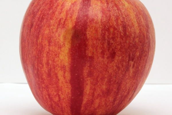 KinderKrisp Apple Tree (7/8in caliper)