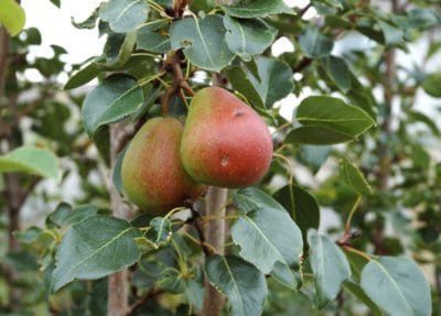 Golden Spice Pear Tree (7/8in caliper)