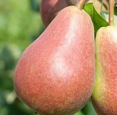 Parker Pear Tree (7/8in caliper)