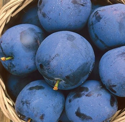 Mount Royal Plum Tree (7/8in caliper)