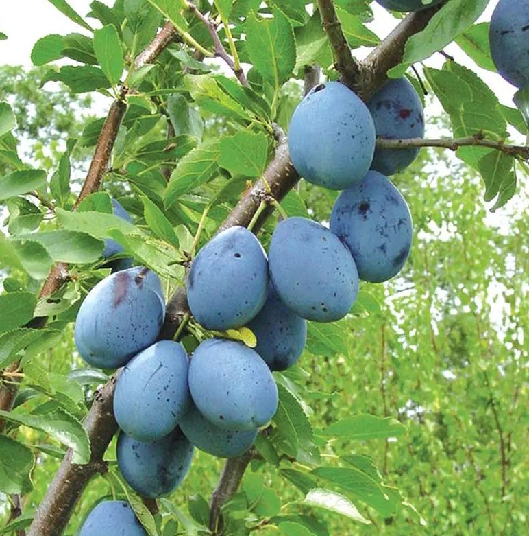 Stanley Prune Plum Tree (7/8in caliper)