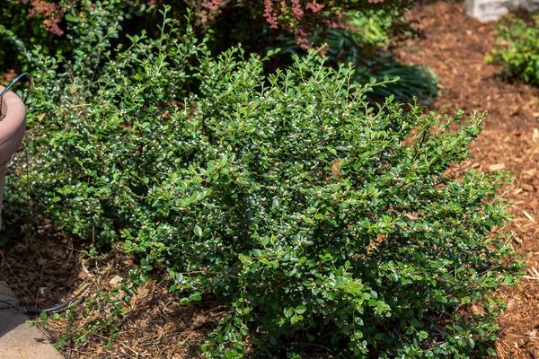 Autumn Inferno® Cotoneaster 2ft