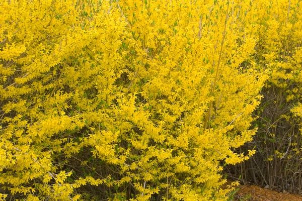 Lynwood Gold Forsythia 18in