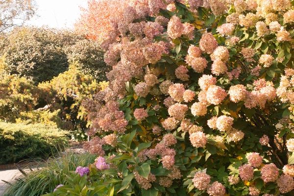 Limelight Hydrangea 18in