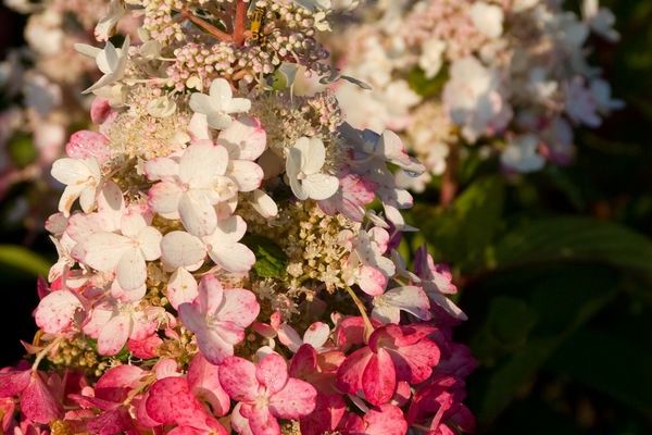 Pinky Winky® Hydrangea 12in