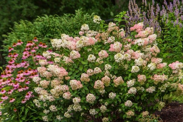 Strawberry Sundae® Hydrangea 12in