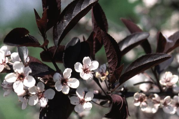 Purpleleaf Sand Cherry 2ft