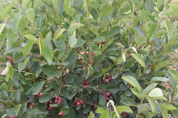 Regent Serviceberry 2ft