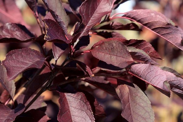 Canada Red Select 18in