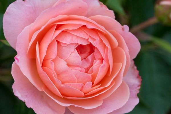 Calypso Rose - Apricot Blend #1