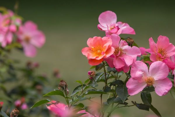 All the Rage Rose #1