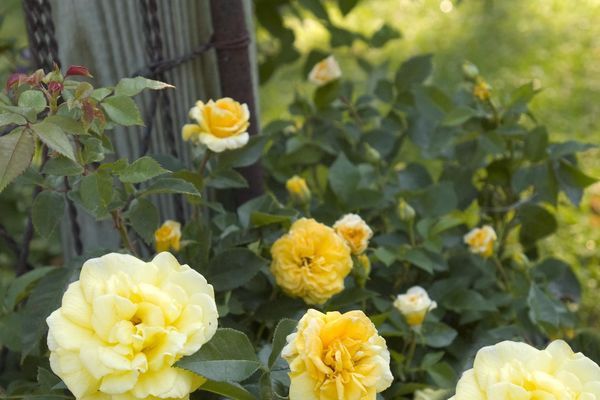 High Voltage Rose #1