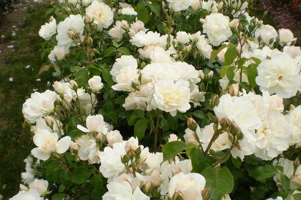 Champagne Wishes Rose #1