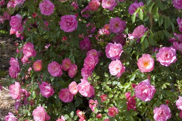 Sunrise Sunset Rose #1