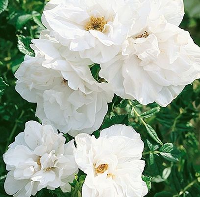 Blanc Double de Coubert Rose #1