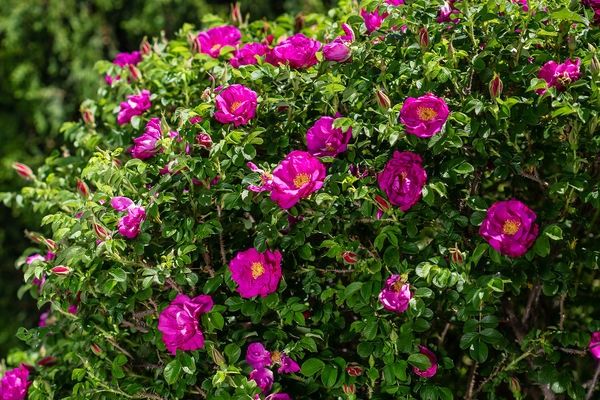 Lotty’s Love® Rose #1.5