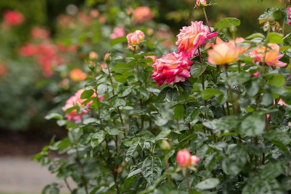 Love &amp; Peace® Rose #1