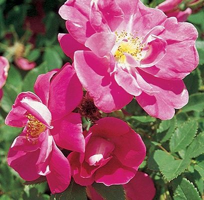 William Baffin Climbing Rose #1.5