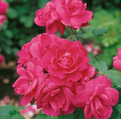 Winnipeg Parks Rose #1