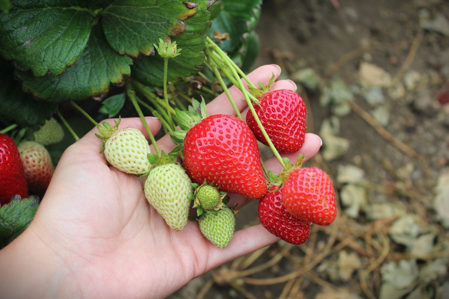 Fort Laramie Strawberry (10 pack)