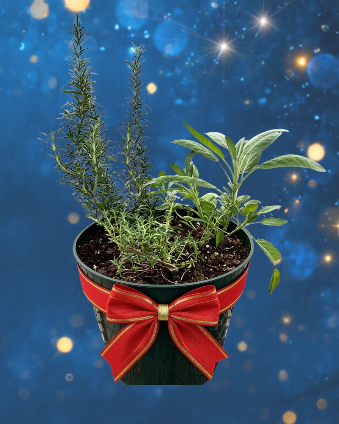 Holiday Herb Garden 2:00-3:00