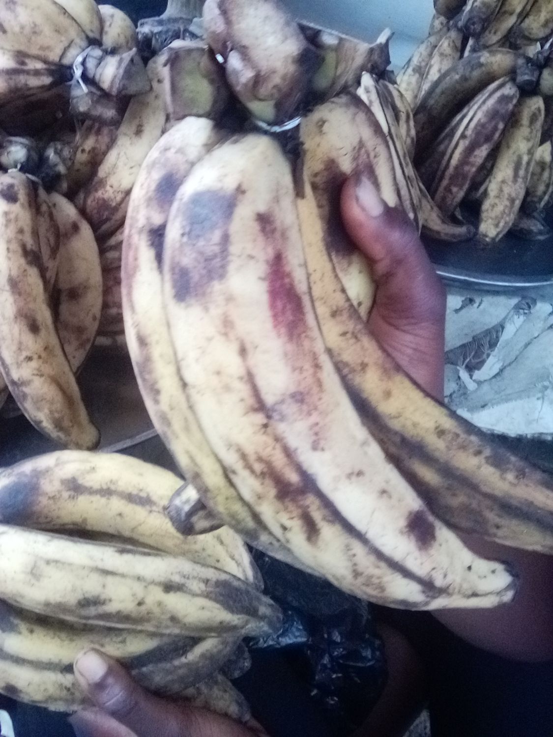 Plantain