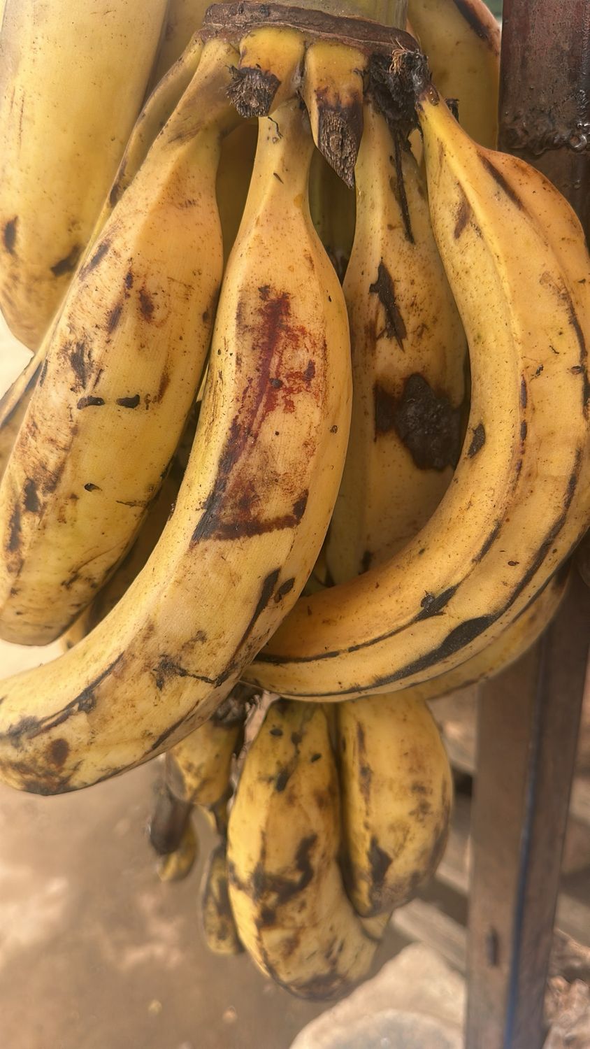 Plantain 7pcs