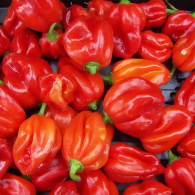 Fresh Pepper