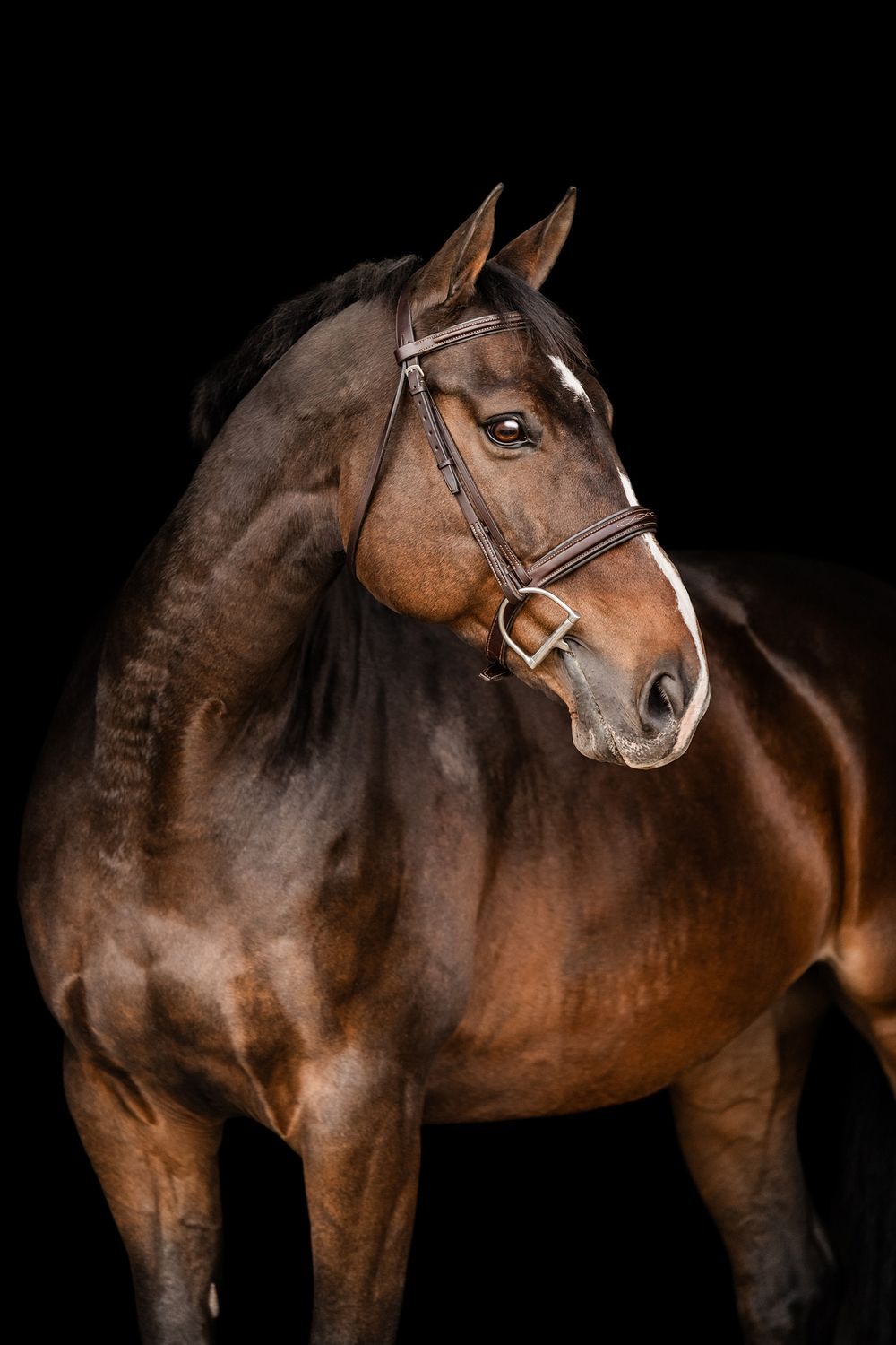 Build Your Own - Bay Horse Addition