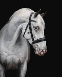 Build Your Own - Grey Horse Addition