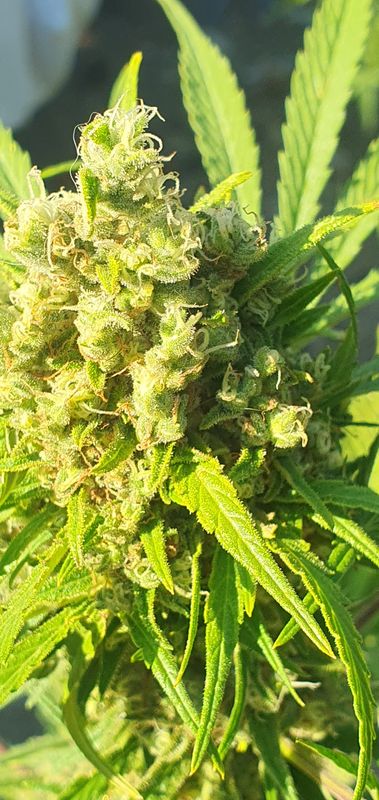 Mango Nuggets (Chez Serval)