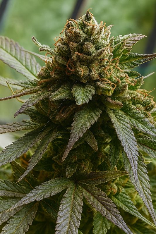 Ananas Nuggets Auto (Chez Serval)