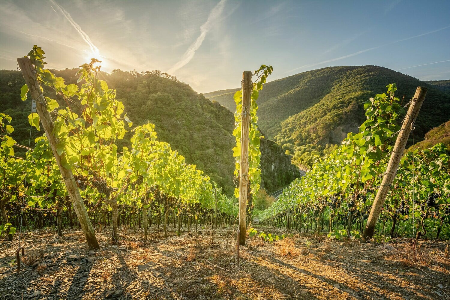 Weinreben an der Bunten Kuh