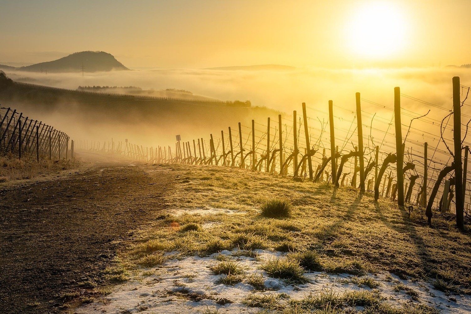 Winternebel in den Weinbergen