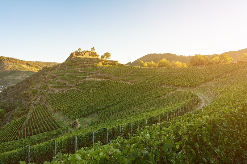 Saffenburg in Mayschoß im Sommer