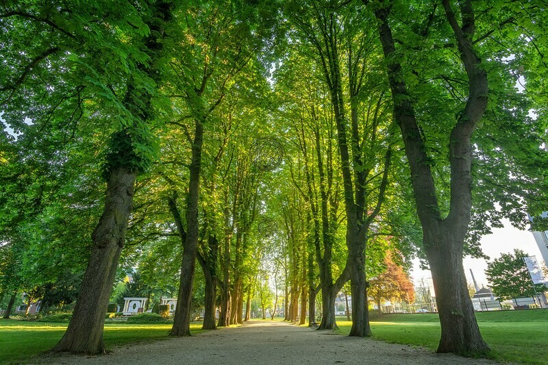 Allee im Kurpark Bad Neuenahr
