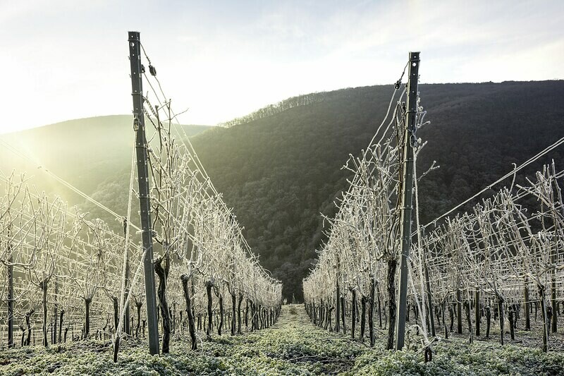 Eisiger Winter in den Weinbergen