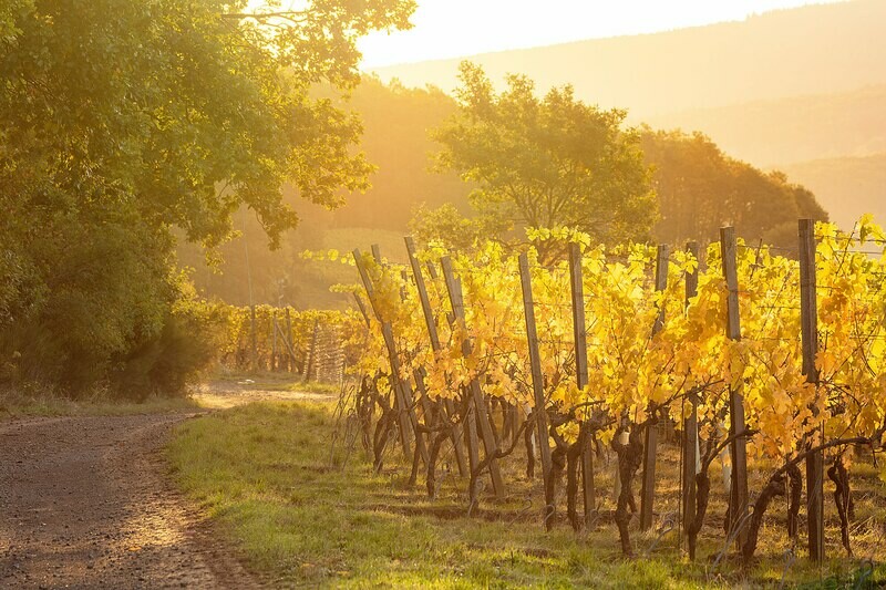 Goldener Herbst im Weinberg