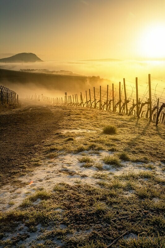 Schneereste in den Weinbergen