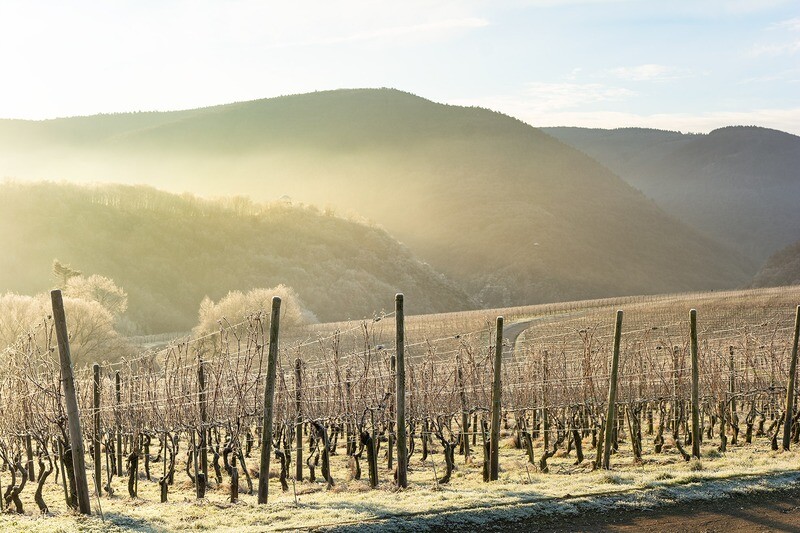 Eisige Weinberge im Sonnenaufgang