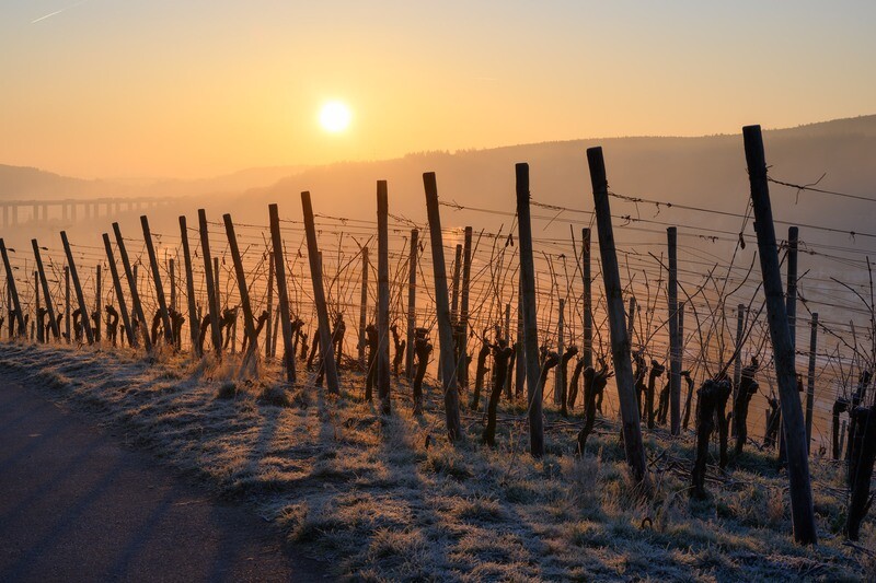 Wintersonnenaufgang mit Weinreben